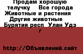 Продам хорошую телучку. - Все города Животные и растения » Другие животные   . Бурятия респ.,Улан-Удэ г.